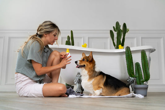 Pet Essentials for a Happier, Healthier Companion